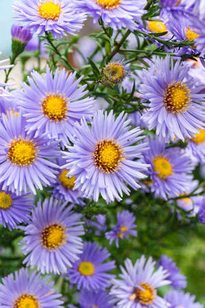 Flowers asters in the garden, a beautiful plant, natureの写真素材