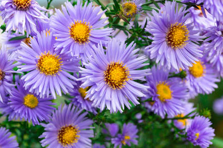 Flowers asters in the garden, a beautiful plant, natureの写真素材