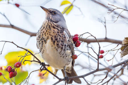 Thrushkin ryabinnik on a branch with berriesの写真素材