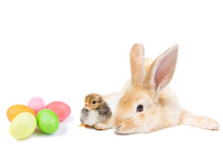 Easter Bunny with chicken and painted eggs on white backgroundの写真素材