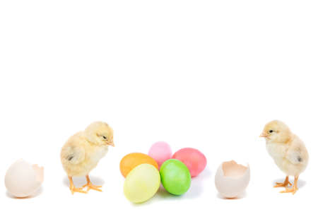Easter chick and painted eggs on white backgroundの写真素材