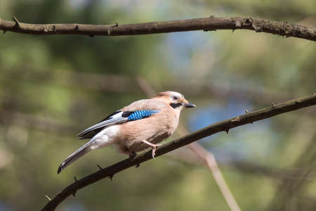 Garrulus glandarius on a branch in the Parkの写真素材