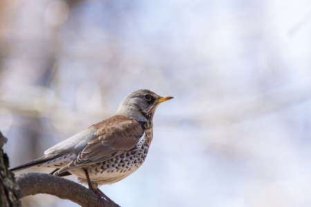 Turdus pilaris on a branch in the Park