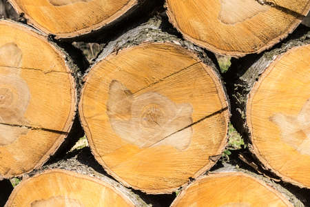 texture of birch logs, wooden backgroundの写真素材