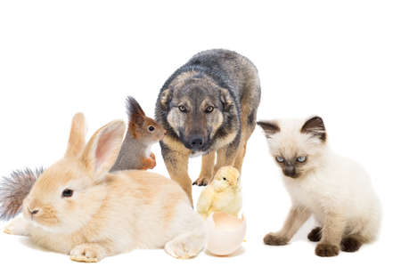 dog, rabbit, squirrel and kitten on white backgroundの写真素材