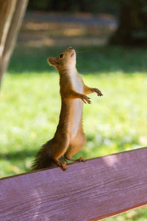 red squirrel on a tree in a park in the natureの写真素材