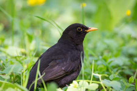 Turdus merula sits on the green grassの写真素材