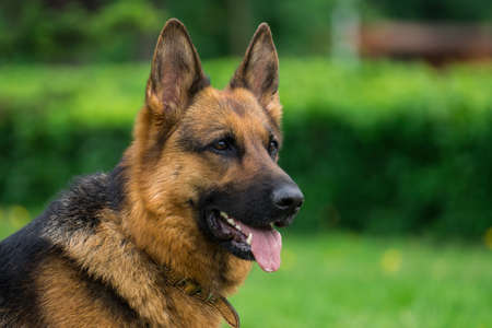 Dog sitting on the grass in the Parkの写真素材