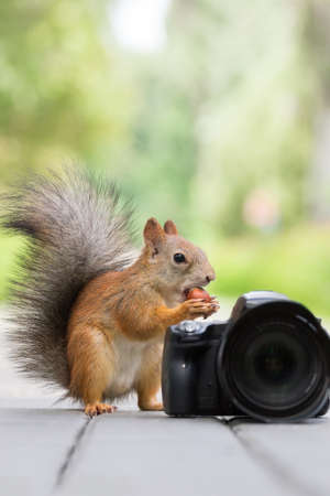 Squirrel sits on a bench with a cameraの写真素材