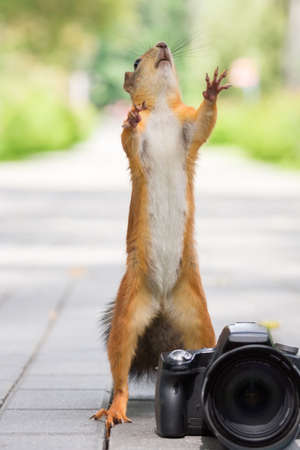 Squirrel sits on a bench with a camera