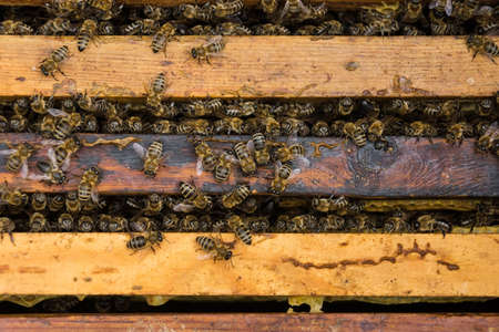 Bees are paying attention to the developing larva of the Queen Bee.の写真素材