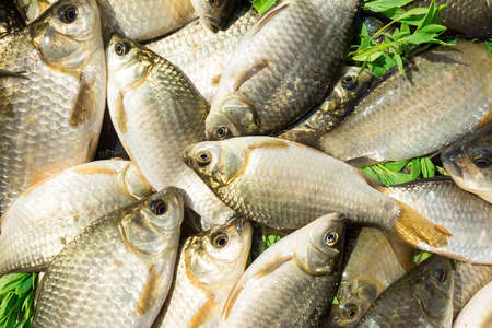 carp on a wooden background, good fishingの写真素材