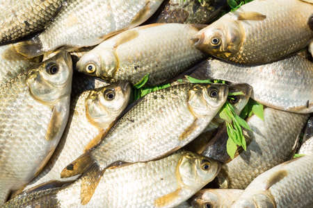 carp on a wooden background, good fishingの写真素材