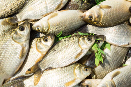 carp on a wooden background, good fishingの素材 [FY310103592616]