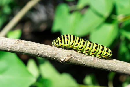 Green caterpillar on lilac leaf, caterpillar in nature