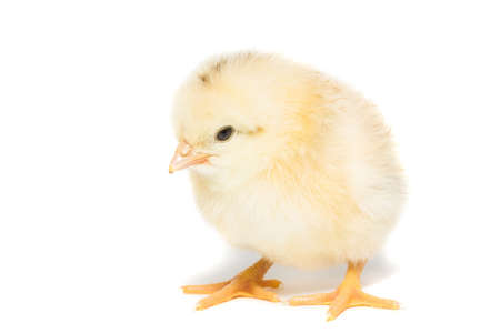 Chicken on white background, village, isolation, summer