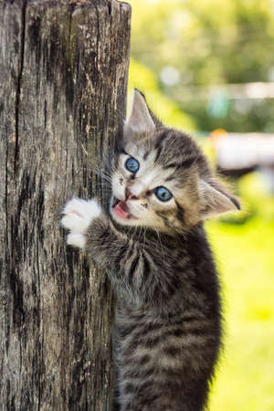 Portrait of a gray kitten on a fenceの写真素材