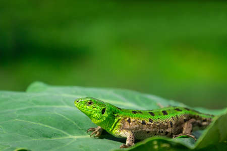 Green lizard (Lacerta agilis) sitting in the grass in gardenの写真素材