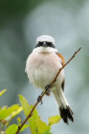 Lanius collurio sits on a branch, a gray birdの写真素材