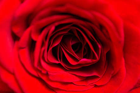 A close up macro shot of a red rose