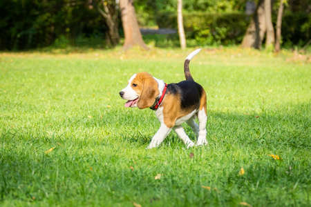 Dog breed beagle lying on the green grass in the Parkの写真素材