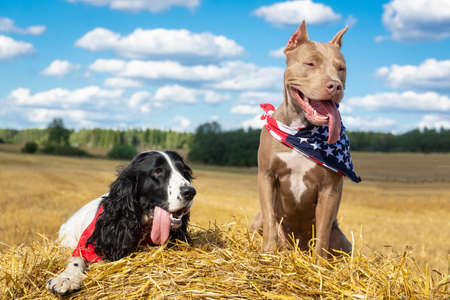 two dogs near a haystack of hay pit bull and a cocker spanielの写真素材