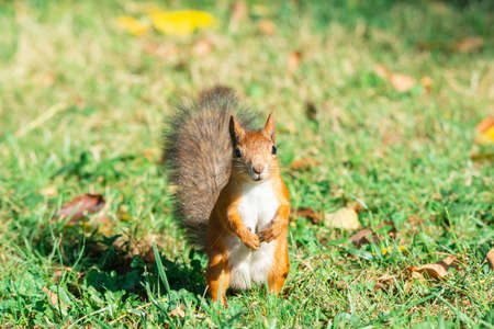 Red squirrel hides nut in green grass