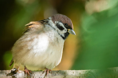 Portrait of a Sparrow on a branch with green leavesの写真素材