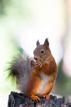 Squirrel with a nut sitting on a tree branch