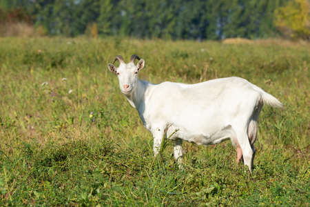 White goat in the garden eats green grassの写真素材