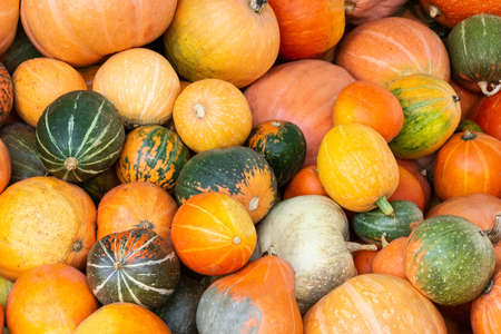 Different varieties of  pumpkins. Colorful vegetables top view