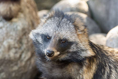portrait of a raccoon sitting on the rocks in the zoo