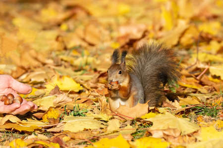 Squirrel sits on the asphalt in an autumn park and waits for a nutの写真素材