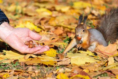 Squirrel sits on the asphalt in an autumn park and waits for a nutの写真素材