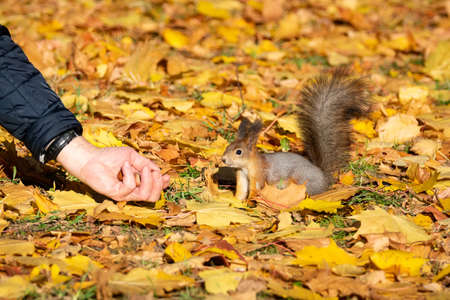 Squirrel sits on the asphalt in an autumn park and waits for a nutの写真素材