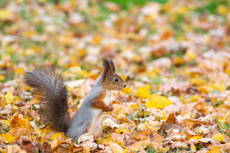 Squirrel sits on the asphalt in an autumn park and waits for a nutの写真素材