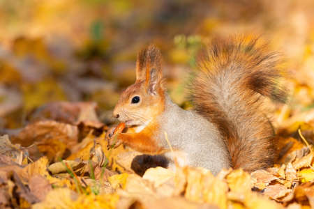 Squirrel sits on the asphalt in an autumn park and waits for a nutの写真素材