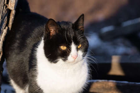 Black and white cat walking around the house in the village winterの写真素材