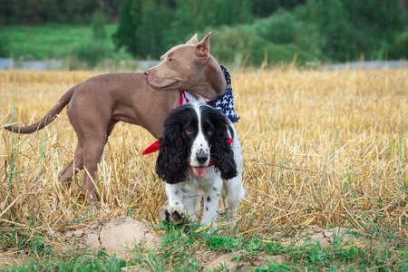 dogs near a haystack of hay pit bull and a cocker spanielの写真素材