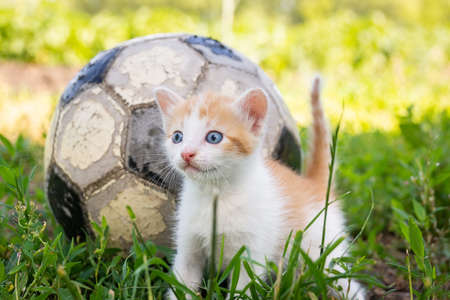 Little kitten on an old football ball, red cat playing ball on the grassの写真素材