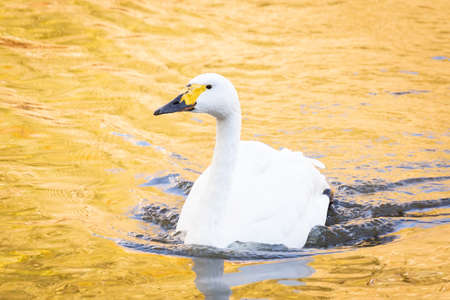The mute swan (Cygnus olor) is a species of swan and a member of the waterfowl family Anatidae. White swan in the sunset romantic backgroundの写真素材