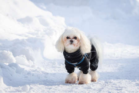 White fluffy lap dog stands on a snowdrift in the Park in winter, a dog in the winter Parkの写真素材