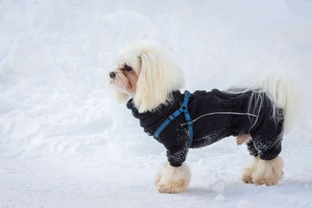 White fluffy lap dog stands on a snowdrift in the Park in winter, a dog in the winter Parkの写真素材