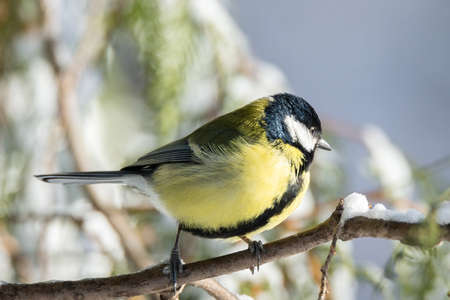 tit sitting on a branch in winter Park snow