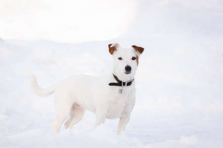 Jack Russell Terrier in the Park in winter in the snow, the Dog plays with the ball in winter in the Parkの写真素材