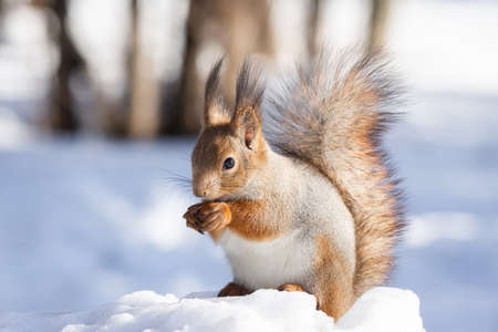red squirrel sitting on the snow in the Park in winterの写真素材