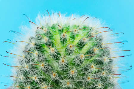 Closeup view of green cactus as a background. Cactus on a blue backgroundの写真素材