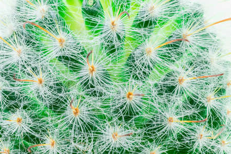 Closeup view of green cactus as a background. Cactus on a yellow background