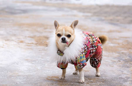 little brown chihuahua in red jumpsuit walks in the winter in the snow. dog in a red suit in the snowの写真素材