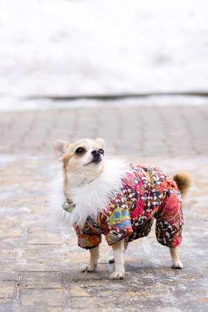 little brown chihuahua in red jumpsuit walks in the winter in the snow. dog in a red suit in the snowの写真素材